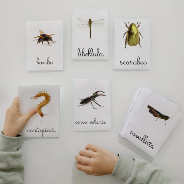 Carte delle nomenclature Montessori sugli insetti